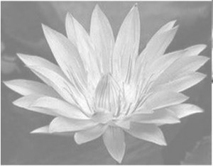 Lotus image
